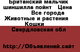 Британский мальчик шиншилла-пойнт › Цена ­ 5 000 - Все города Животные и растения » Кошки   . Свердловская обл.